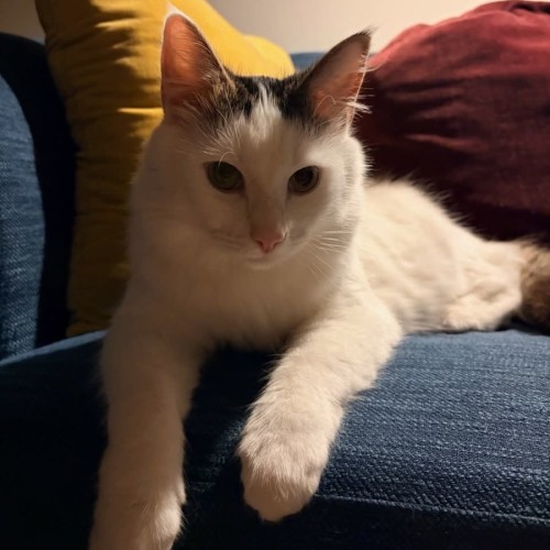  Basil - Domestic Medium Hair (DMH) Cat