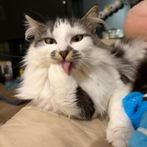 Bindi - Domestic Medium Hair (DMH) Cat