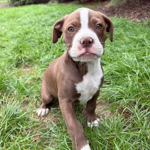 Dimpley - American Bulldog