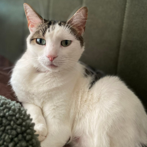 Marvin - Domestic Short Hair (DSH) Cat