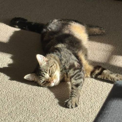 Mumma bear - Domestic Short Hair (DSH) Cat