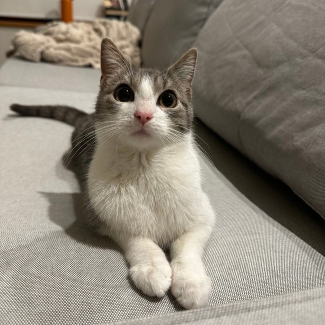 Photo of Athena