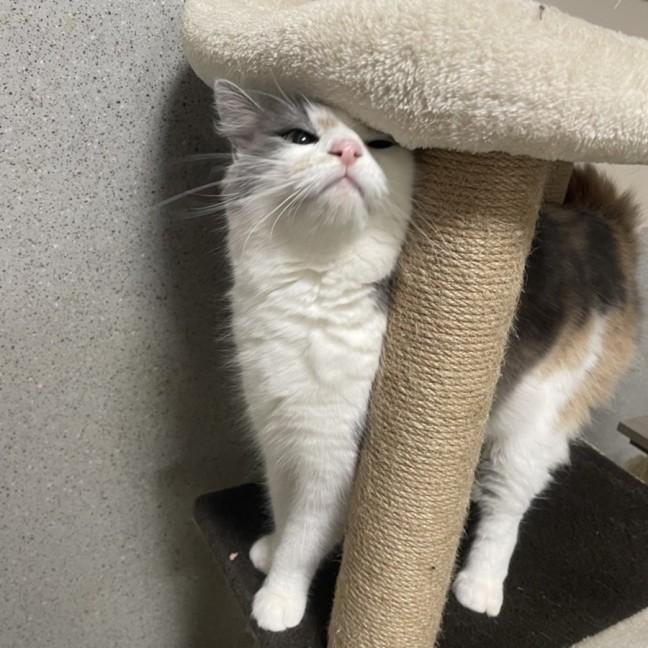 Photo of Mochi