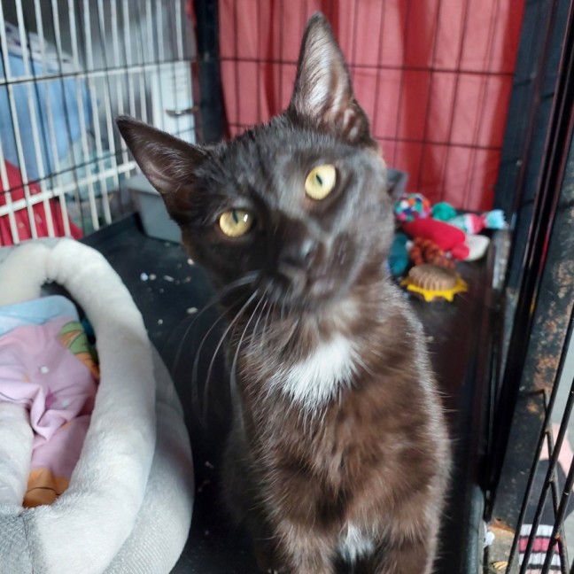 Photo of Penny