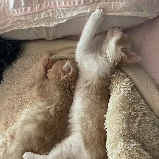 Photo of Freddie & Georgie