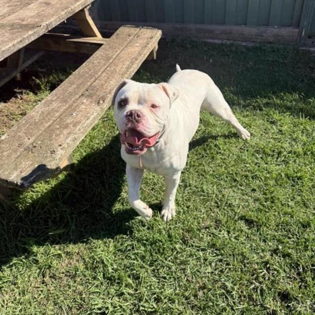 Photo of Jax