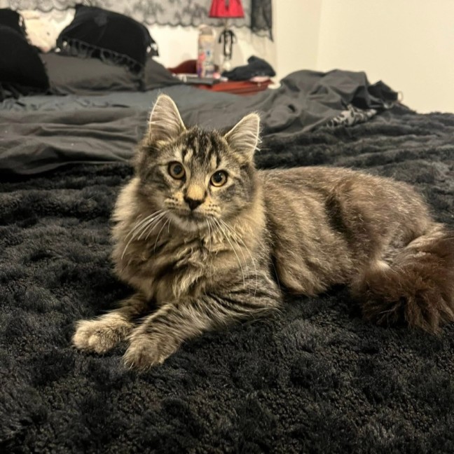 Photo of Neville