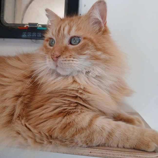 Photo of C1601 Rusty