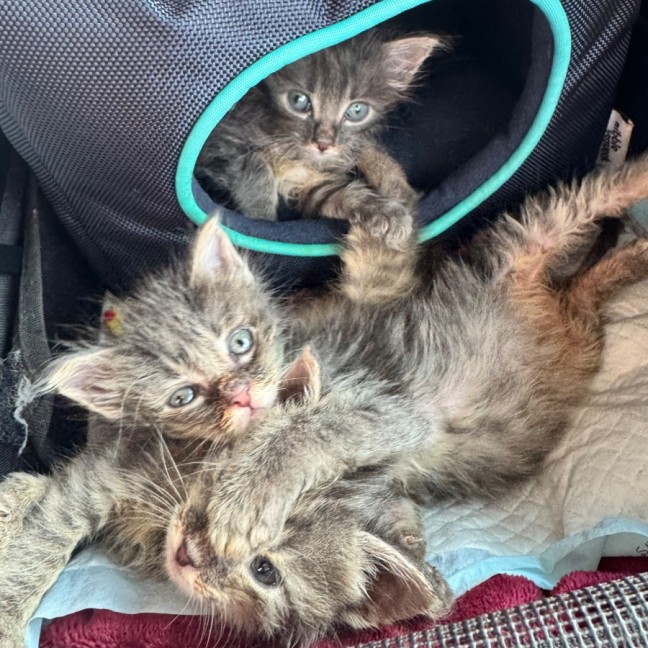 Photo of Chester A.K.A Chesticles