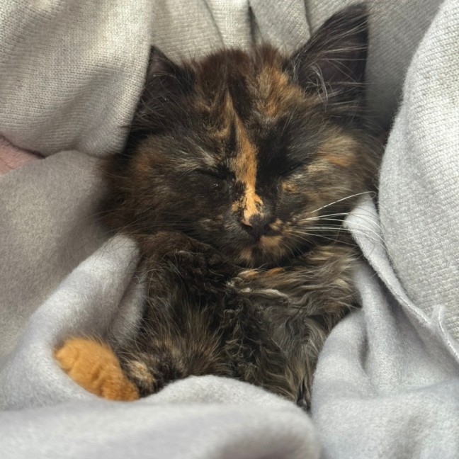 Photo of Reese's Pieces