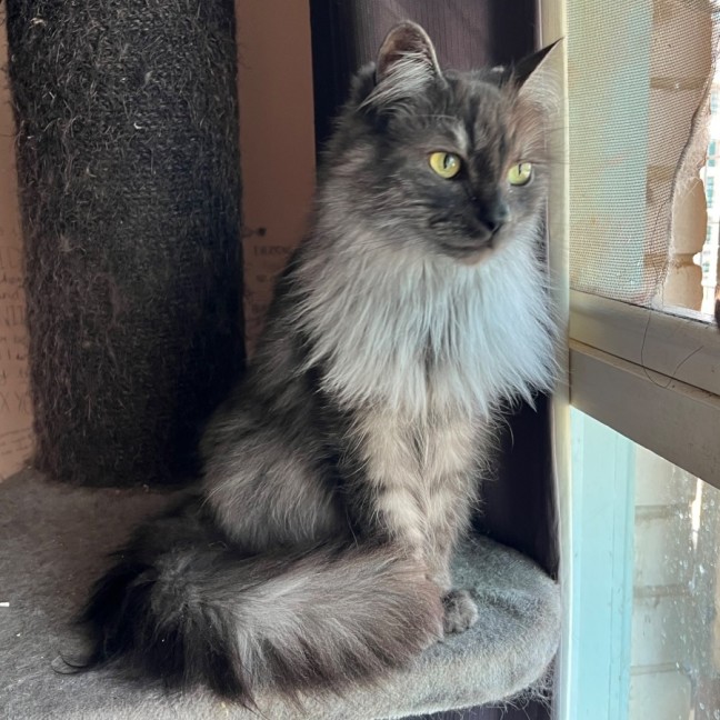 Photo of Smokey   Can Assist With Transporting To You