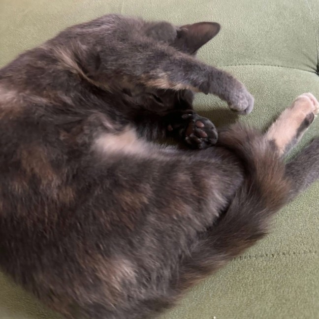 Photo of Chloe