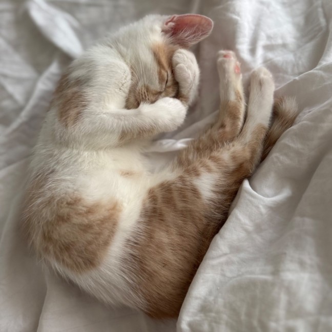 Photo of Peach