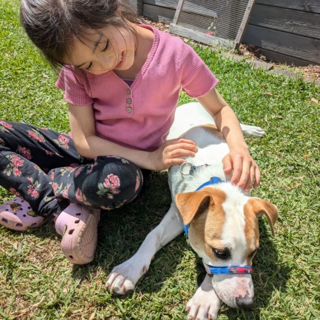 Photo of Harry 🎾🐕 (Assisted Rehome)