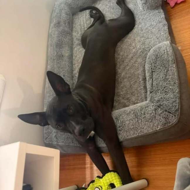 Photo of Boof
