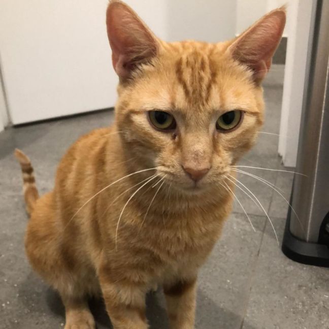 Photo of Thomas *9 Lives Project Rescue*