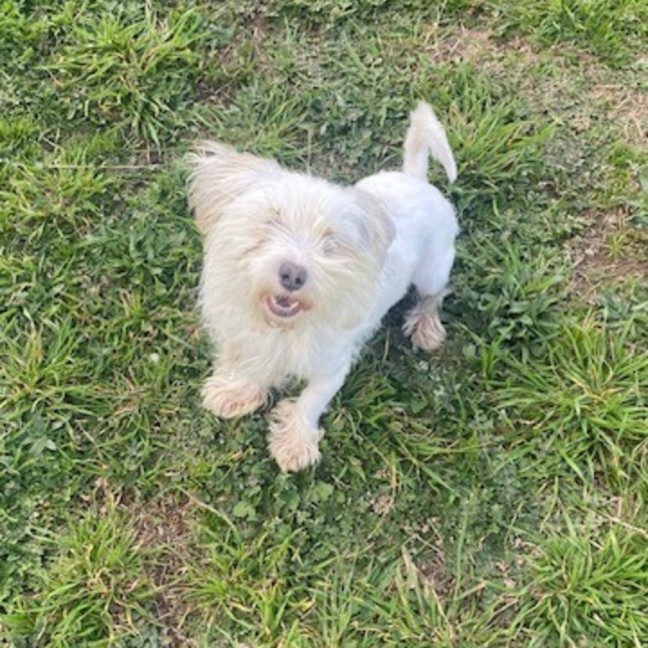 Photo of Honey