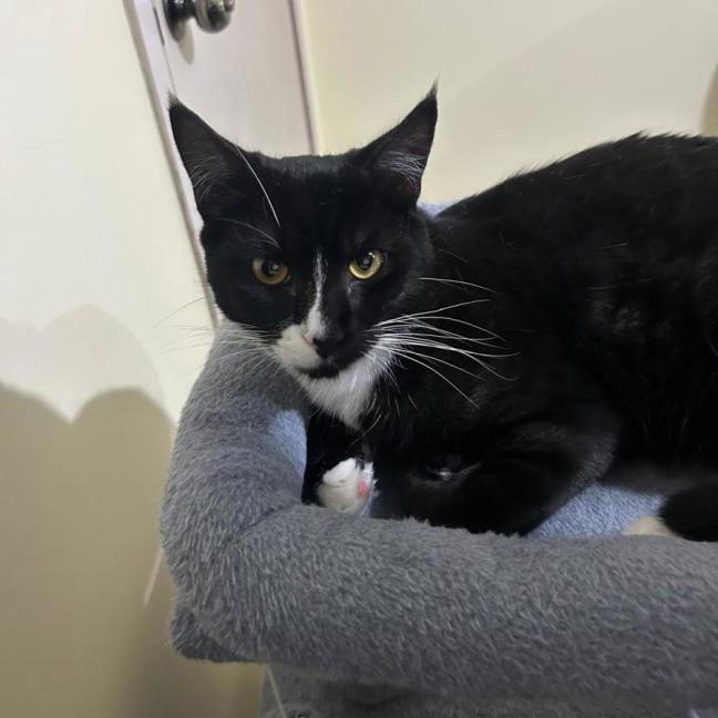 Photo of Socks