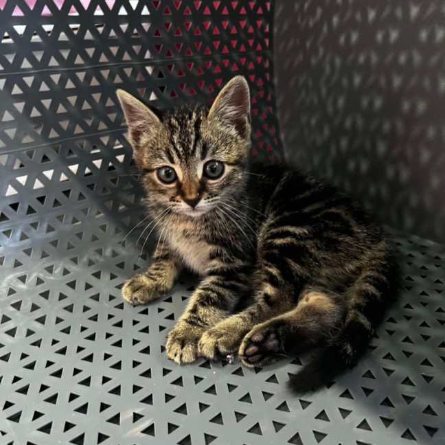 Photo of Piper