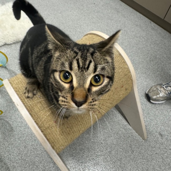 Photo of The Rizzler 