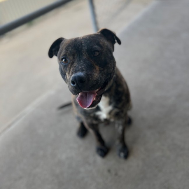 Photo of Frankie