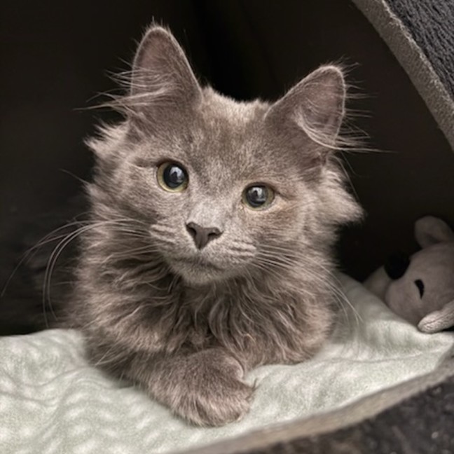 Photo of Silberfuchs**2nd Chance Cat Rescue**