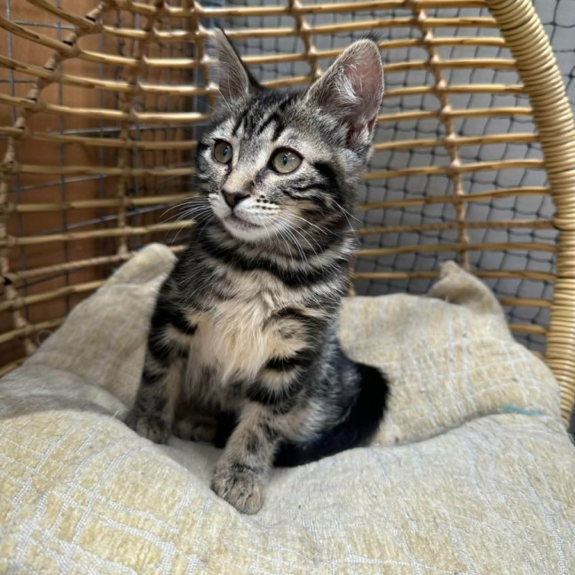 Photo of Amy ** 2nd Chance Cat Rescue**