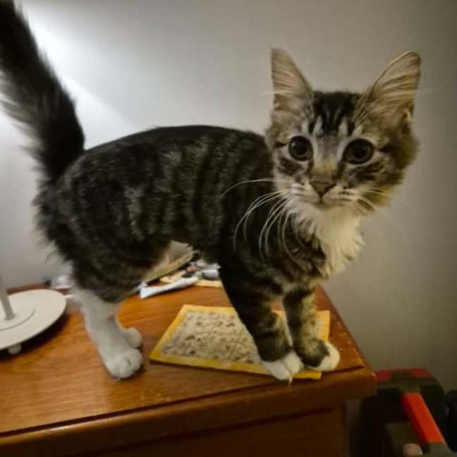 Photo of Mascara **2nd Chance Cat Rescue **