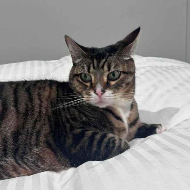 Photo of Mittens