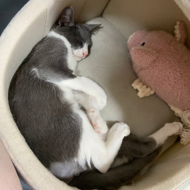 Photo of Ripley