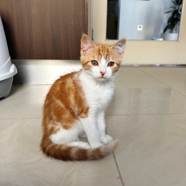 Photo of Pumpkin