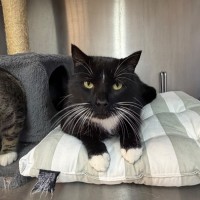 Photo of Socks
