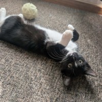 Photo of Momo