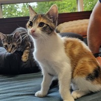 Photo of Tea Tree ^^Dandy Cat Rescue^^