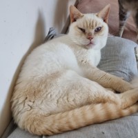 Photo of Strudel