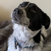 Photo of Pip
