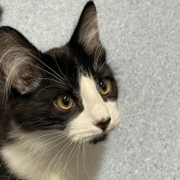 Photo of Marv   Located In Kew