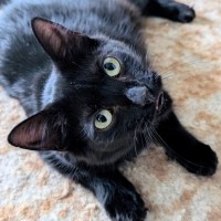 Photo of Petal