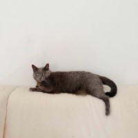 Photo of Sage