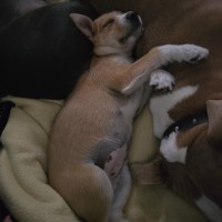 Photo of Pippa Roo