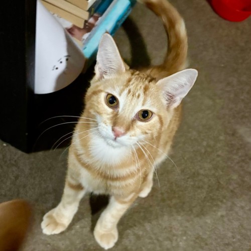 Jason Todd **2nd Chance Cat Rescue** - Domestic Short Hair (DSH) Cat