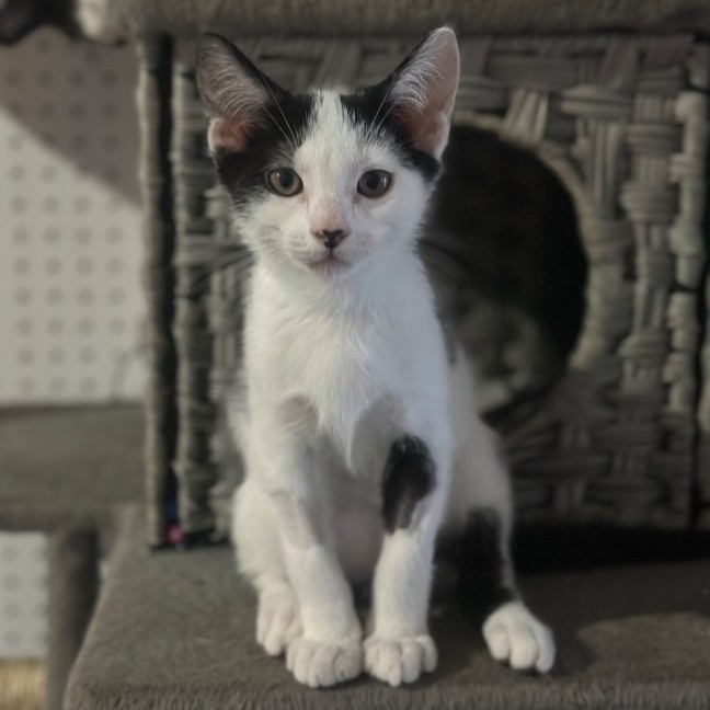 Photo of Parker 🧡💙