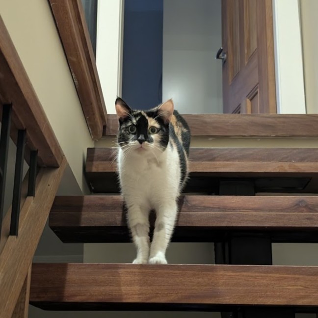 Photo of Duchess