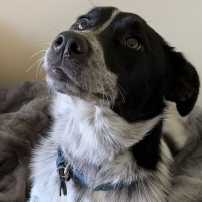 Photo of Pip