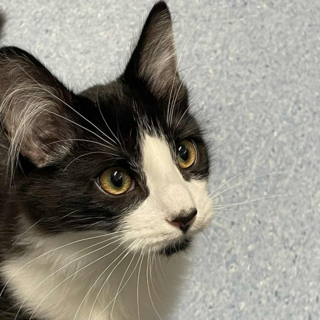 Photo of Marv   Located In Kew