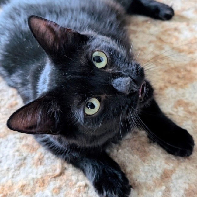 Photo of Petal