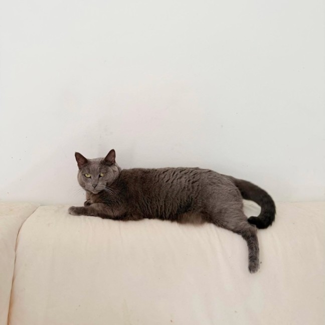 Photo of Sage
