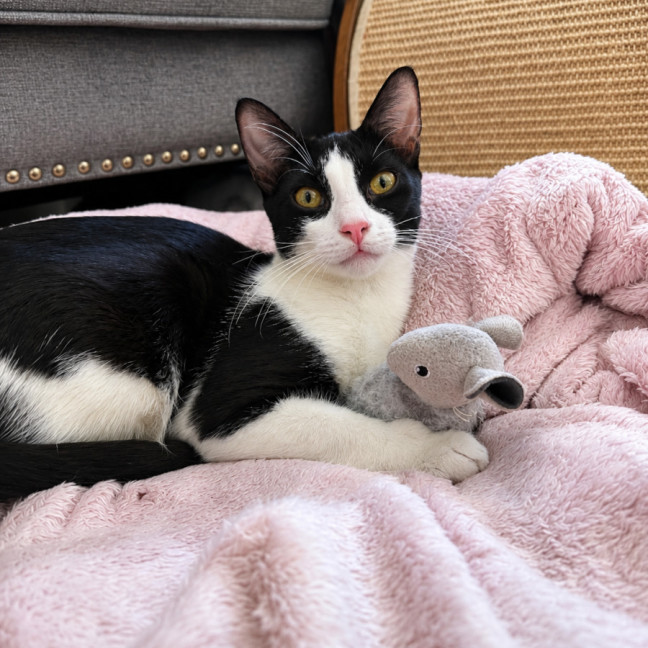 Photo of Olive