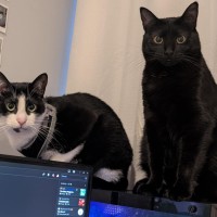 Photo of 🖤Mini🖤 (Located In Caroline Springs)