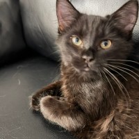 Photo of Oreo